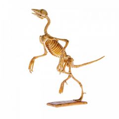 Bondibon Набор палеонтолога Динозавр Археоптерикс 3D скелет